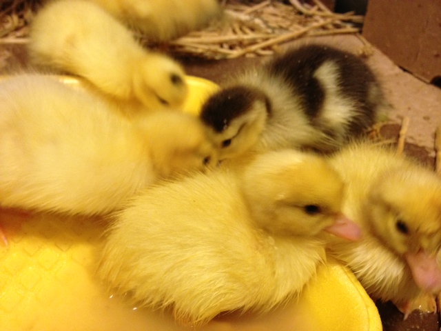 ducklings.jpg